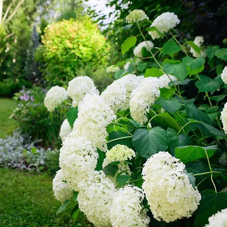 Domaine Des Hydrangeas Rumegies